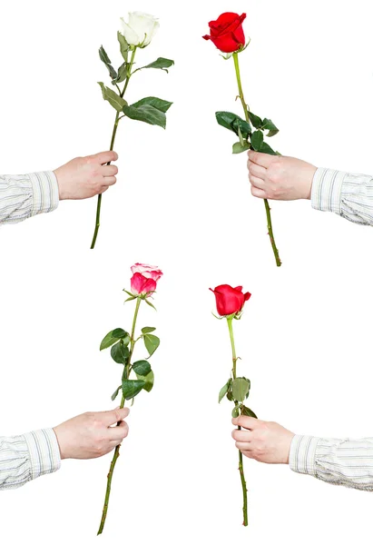 Set aus einer Rosenblüte in männlicher Hand isoliert — Stockfoto