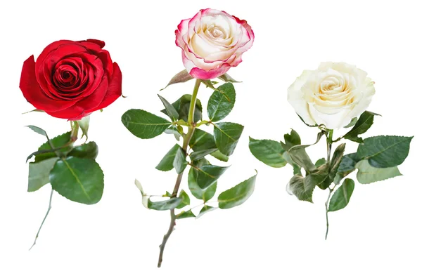 Set from three rose flowers isolated on white — Stock Photo, Image