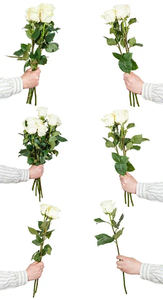 백색 로즈의 세트 절연 꽃 한 움 큼 — 스톡 사진