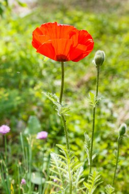 Kırmızı haşhaş çiçek ve bud çayır üzerinde