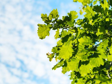 güneşli meşe yaprakları ve beyaz bulutlar ile mavi gökyüzü