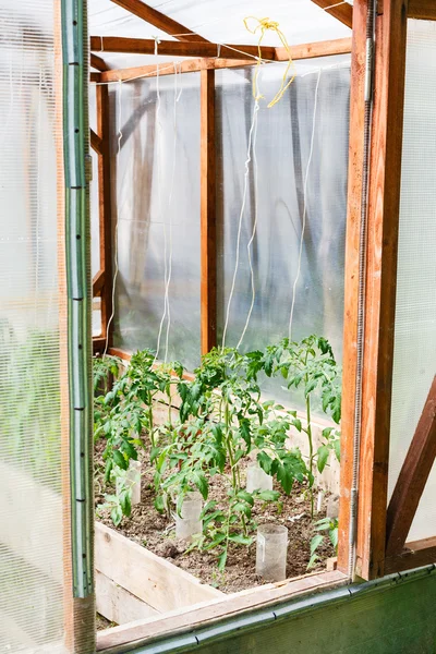 Petite serre avec des buissons de tomates — Photo