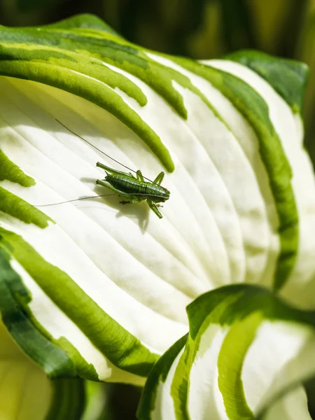 Green grasshopper on white leaf of Hosta plant — Stock Photo, Image