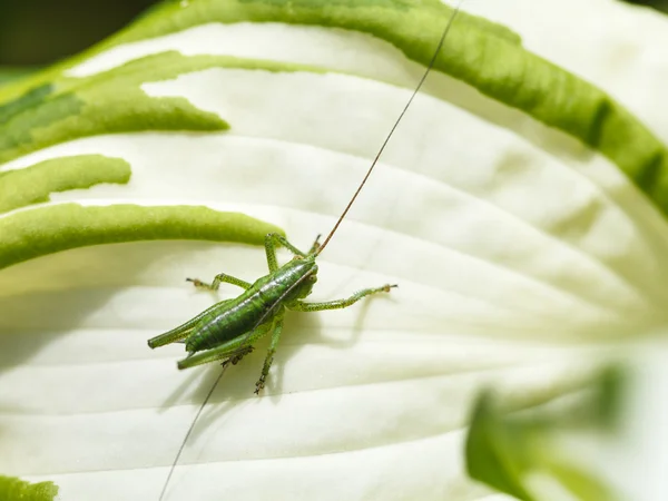 Grasshopper on white leaf of Hosta plant in summer — Stock Photo, Image