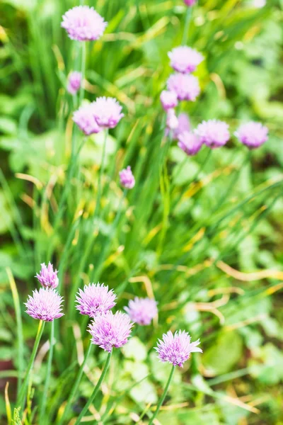 Zielona łąka z kwitnienia szczypiorek zioło — Zdjęcie stockowe