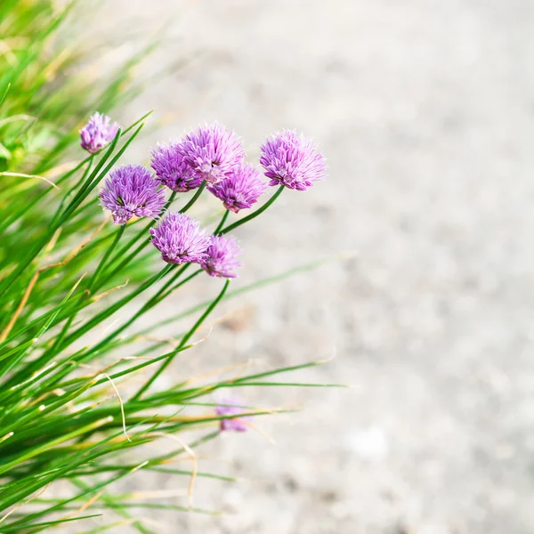 Roze bieslook bloemen close-up op rand van traject — Stockfoto