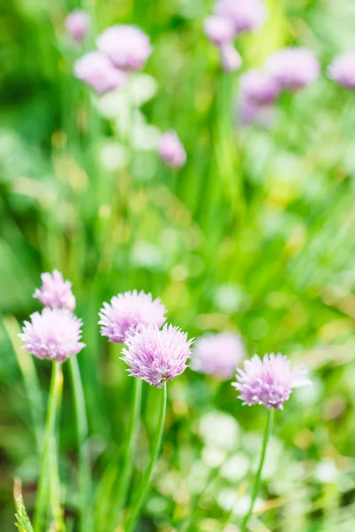 Rosa Blüten des Schnittlauchkrautes auf der Sommerwiese — Stockfoto