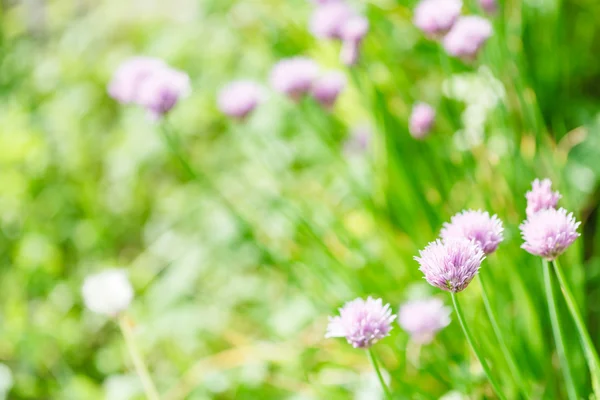 Rosa Blüten des Schnittlauchkrautes auf der grünen Sommerwiese — Stockfoto