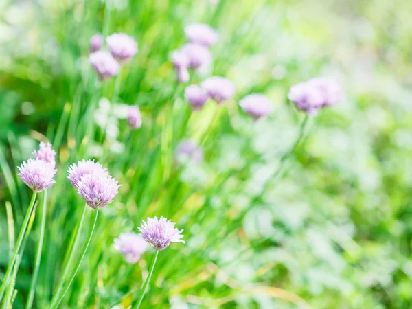 녹색 여름 잔디밭에 향신료 허브의 핑크 꽃 — 스톡 사진