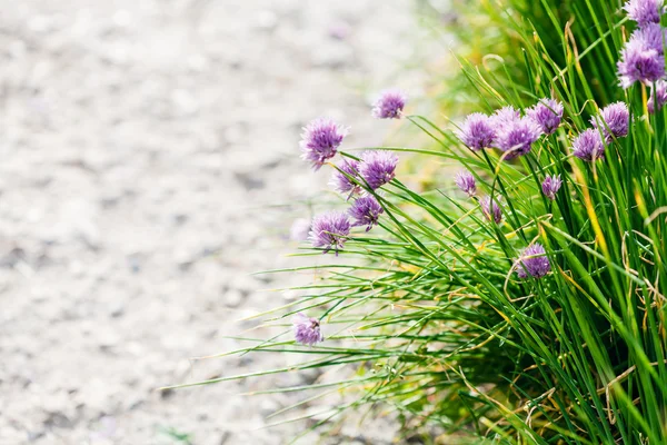 Gras und rosa Schnittlauch-Blumen am Wegesrand — Stockfoto