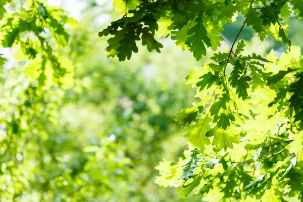 绿色的橡树叶在夏天阳光灿烂的日子 — 图库照片