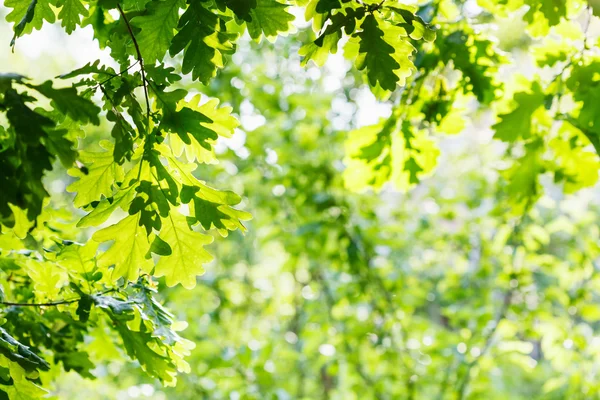 Follaje de roble verde en verano día soleado — Foto de Stock