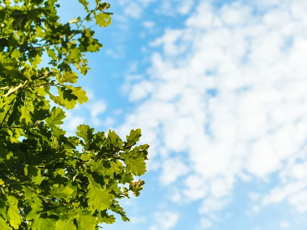 Hojas de roble verde iluminado por el sol y cielo azul — Foto de Stock