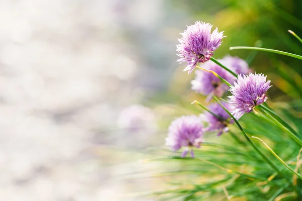 Roze bieslook bloemen close-up op langs de weg — Stockfoto