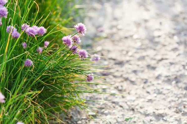 Grünes Gras und rosa Schnittlauch-Blumen am Straßenrand — Stockfoto