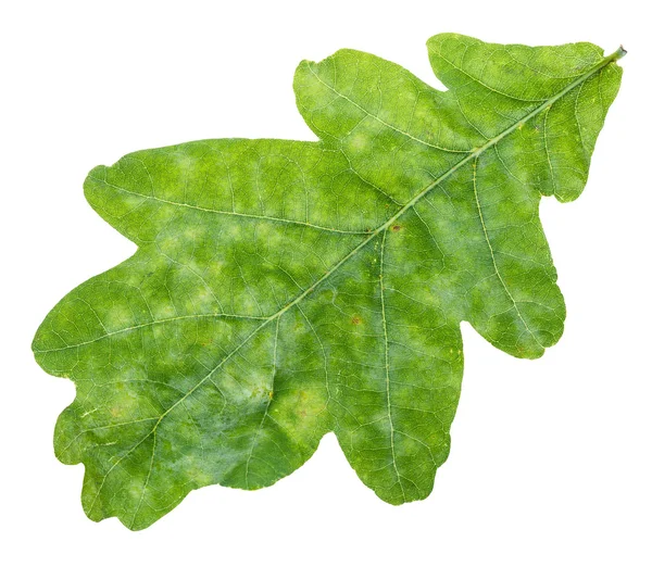 Frisches grünes Eichenblatt in Nahaufnahme isoliert auf weiß — Stockfoto