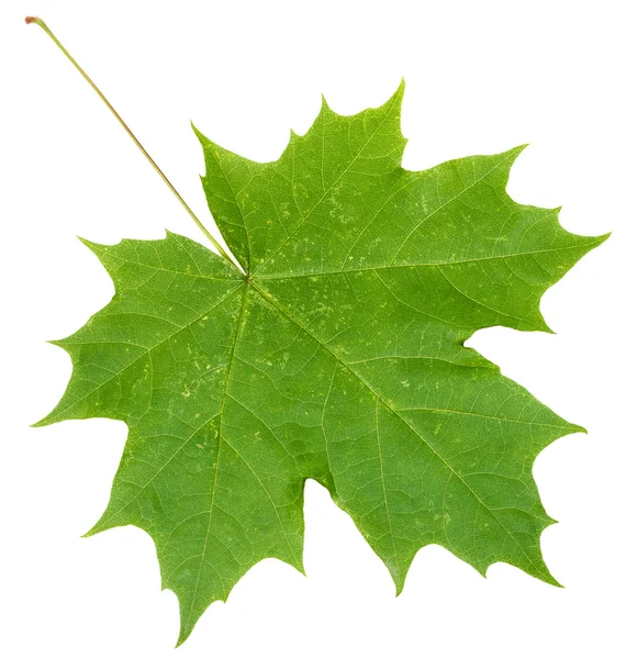 Свежий зеленый кленовый лист, изолированный на белом — стоковое фото
