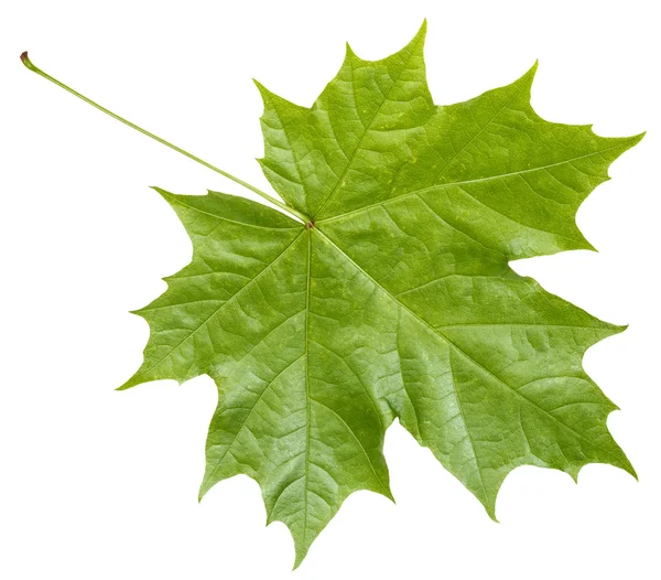 Lado traseiro da folha de bordo verde fresco isolado — Fotografia de Stock