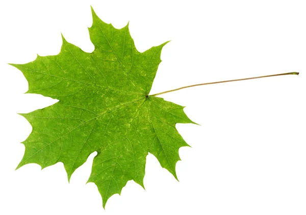 Натуральный зеленый кленовый лист, выделенный на белом — стоковое фото