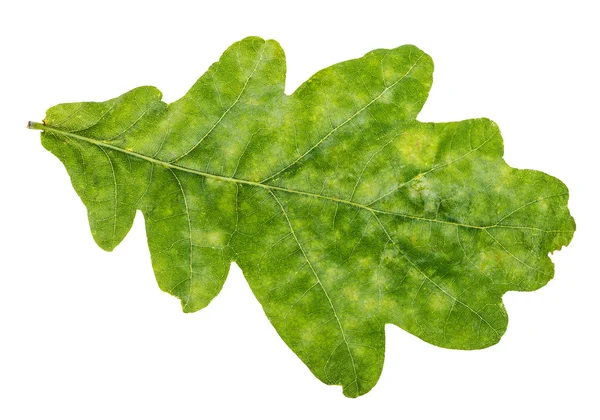 Natural green oak leaf isolated on white — Stock Photo, Image