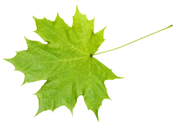 Lado traseiro da folha de bordo verde natural isolado — Fotografia de Stock