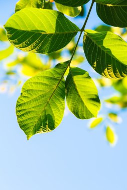 ceviz ağacının yaprakları yeşil arka aydınlatma