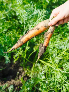 İki taze havuç el aldı