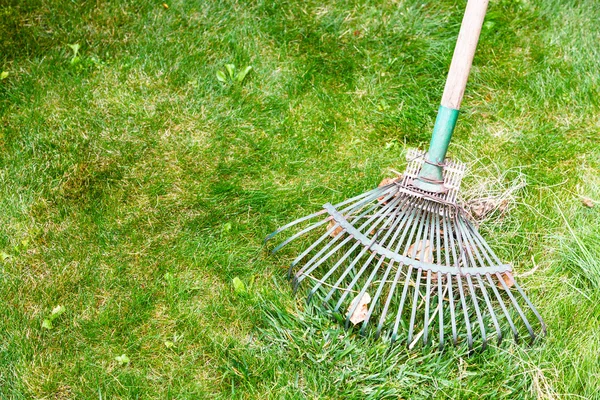 Cleaning green lawn from leaves by rake — Stock Photo, Image