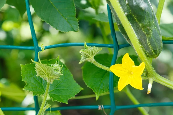 Gelbe Blüte und reife Gurke aus nächster Nähe — Stockfoto