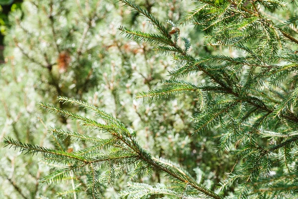 Grön Gran trädgrenar i skogen — Stockfoto