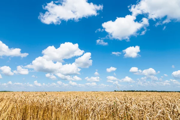 Céu azul com nuvens brancas sobre campo de trigo maduro — Fotografia de Stock