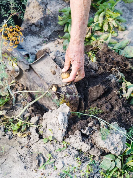 Bauer sammelt Kartoffeln im Garten — Stockfoto