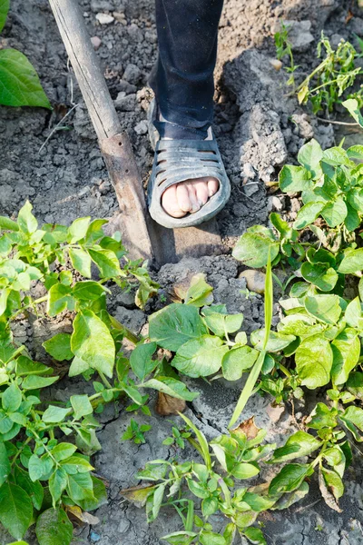 Contadino scavare patate in giardino da pala — Foto Stock