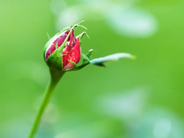 Red rose bud outdoors — Stock Photo, Image