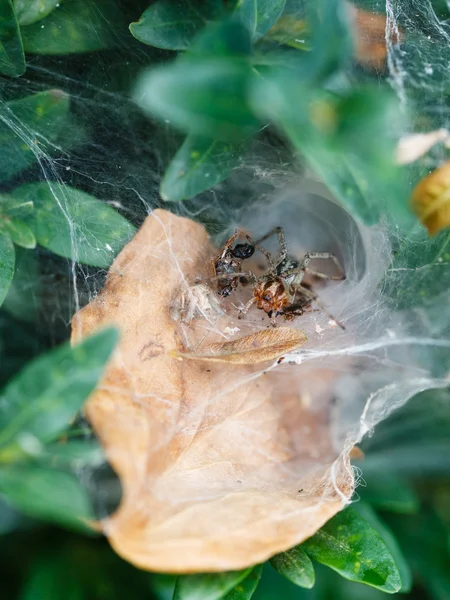 Spider in cobweb close up on boxwood — Stock Photo, Image