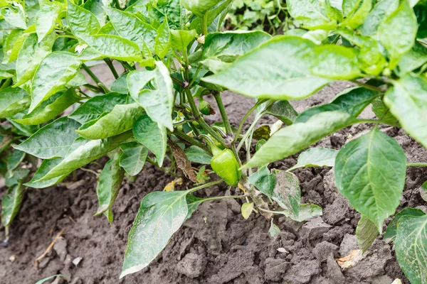 Bed with green bell peppers — Stock Photo, Image