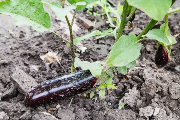 Reife Auberginen auf dem Beet im Garten — Stockfoto