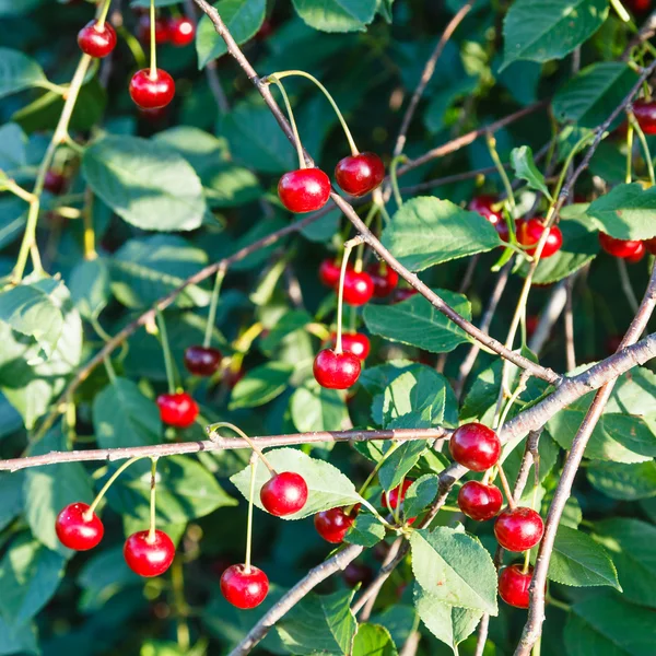 Many red cherry on tree twigs in summer — Stock Photo, Image