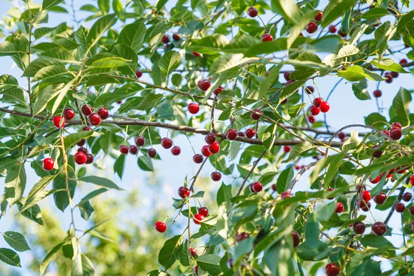 Branch with ripe red cherry and blue sky — Stock Photo, Image