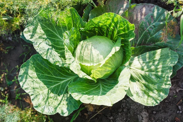 Cavolo maturo organico sul letto del giardino — Foto Stock