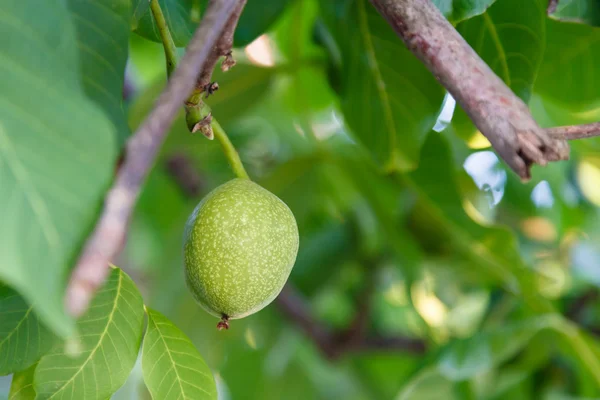 Saksanpähkinän vihreät hedelmät puussa — kuvapankkivalokuva