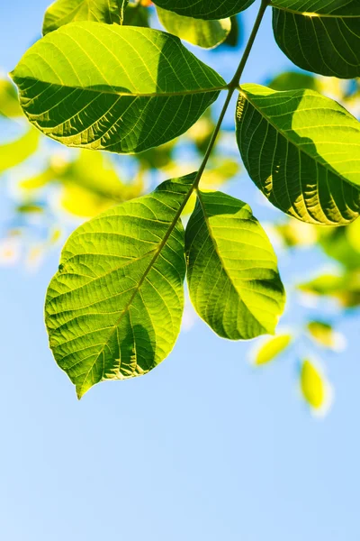 Backlighting daun hijau dari pohon kenari — Stok Foto