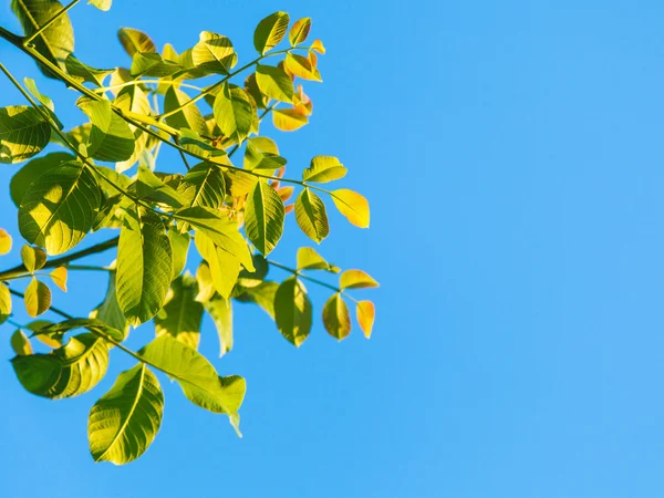 Daun hijau pohon kenari dan langit biru — Stok Foto