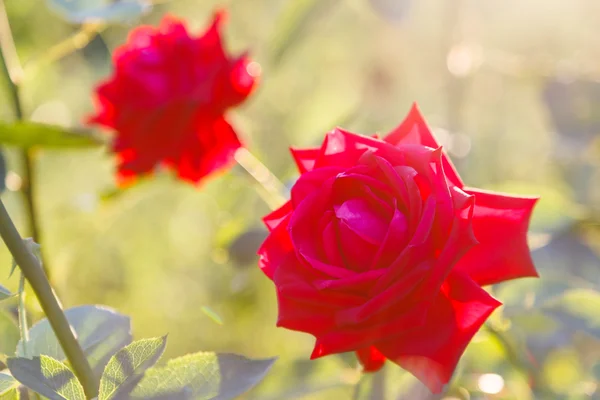 Twee rode rozen met zonsondergang backlighting buitenshuis — Stockfoto