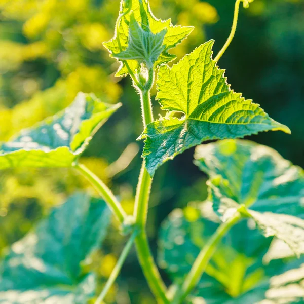 叶的黄瓜植株被夕阳照亮 — 图库照片