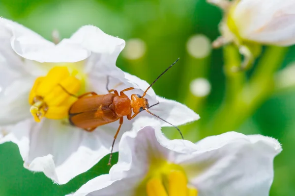 Soldier beetle in potato flower close up — Stock Photo, Image