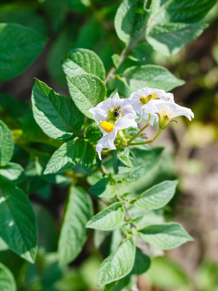 Flores de papa en el arbusto verde en el jardín —  Fotos de Stock