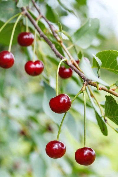 Twig with few ripe red cherry fruits on tree — Stock Photo, Image