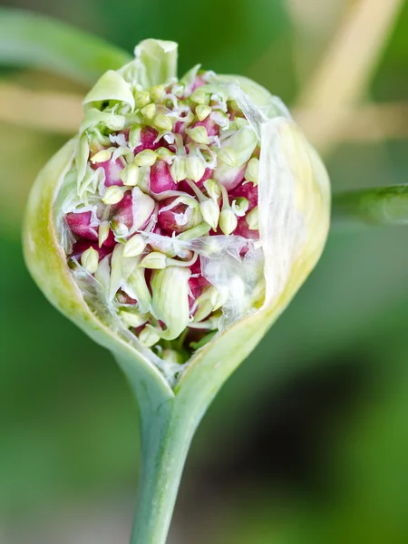 Čerstvá semena cibule zblízka — Stock fotografie