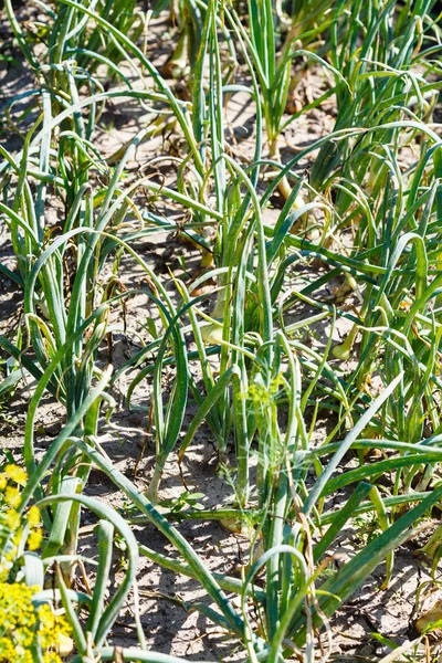 Bieslook UI op tuin bed — Stockfoto